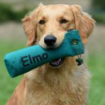 Windworker's Eldorado Evo Mo (Elmo)